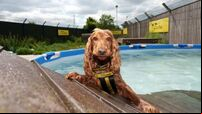 Dogs Trust installs swimming pool for rescue dogs ahead of heatwave