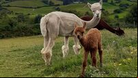 Pics: Baby alpaca born in West Cork 