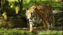 Dublin Zoo disputes allegations of mistreating animals