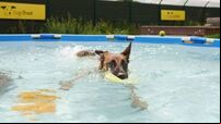 Dog owners warned to walk pets 'very early or after sunset' amid heatwave