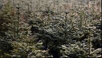 Inspector appointed to investigate affairs of Christmas tree company