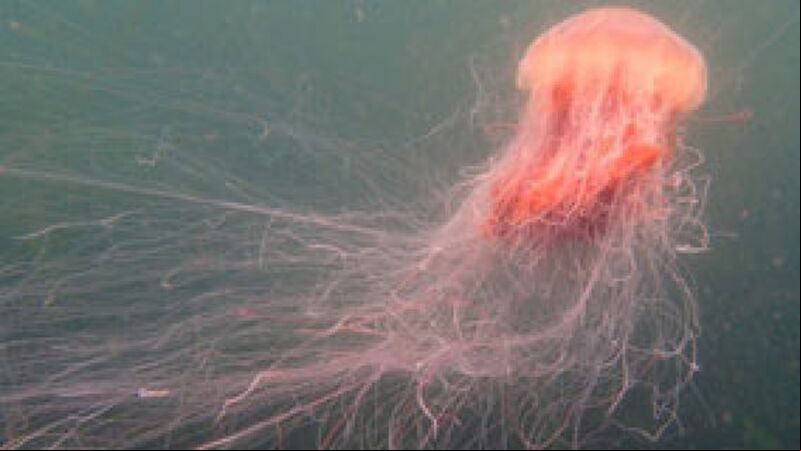 Dublin council warns swimmers over presence of dangerous jellyfish Dublin council warns swimmers over presence of dangerous jellyfish