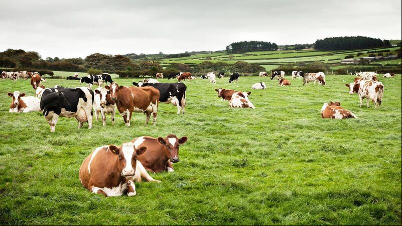 Farmers asked to reduce their emissions by 25% represents a 'bad day' says IFA Munster chairman