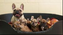 Dogs Trust issues warning about 'flat-faced' breeds after rescuing 17 dogs from puppy farm