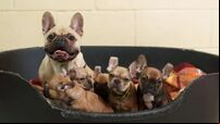 Nearly 20 puppies seized in Co Louth in 'poor living conditions'