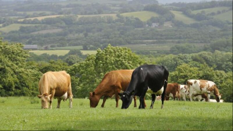 Gardaí investigating deaths of 400 bull calves on Limerick farm Gardaí investigating deaths of 400 bull calves on Limerick farm