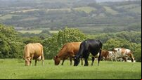Gardaí investigating deaths of 400 bull calves on Limerick farm