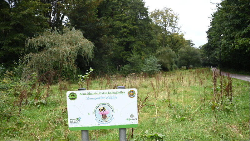 Call for clarity on bridge proposals over popular Cork woods Call for clarity on bridge proposals over popular Cork woods