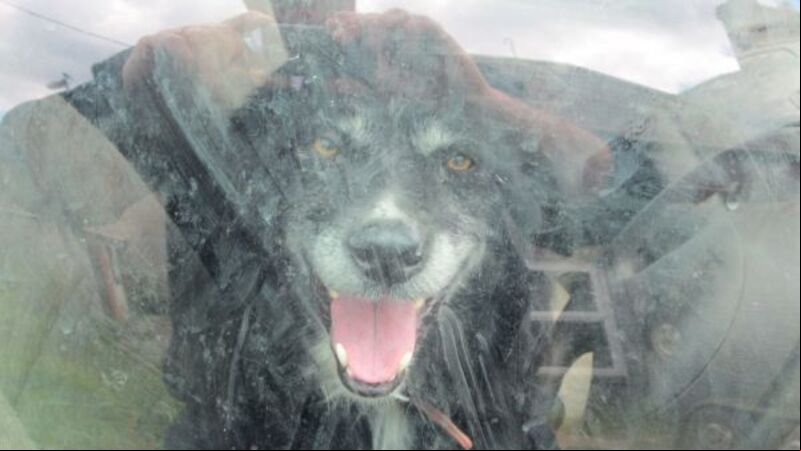 Donegal farmer avoids jail for 'horrendous' animal cruelty offences Donegal farmer avoids jail for 'horrendous' animal cruelty offences