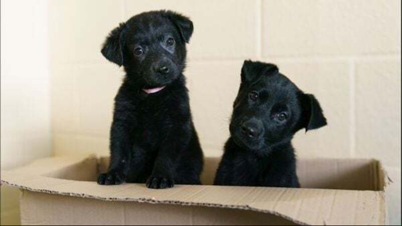 Dogs Trust appeal for foster homes as 54 puppies surrendered in 3 weeks Dogs Trust appeal for foster homes as 54 puppies surrendered in 3 weeks