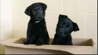 Dogs Trust appeal for foster homes as 54 puppies surrendered in 3 weeks