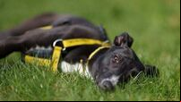 Dogs Trust issues appeal for treats and tinned food