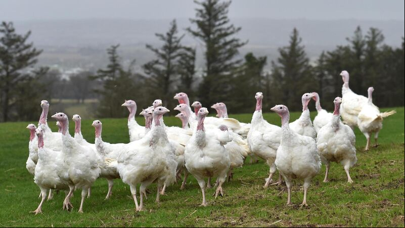 Cork turkeys being saved from the carvery by kind-hearted souls Cork turkeys being saved from the carvery by kind-hearted souls