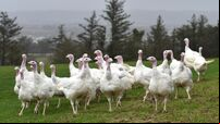 Cork turkeys being saved from the carvery by kind-hearted souls