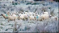 Cooler weekend ahead as Met Éireann predicts very cold snap next week