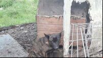 Three family  jailed for animal cruelty in Tipperary