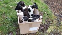 ISPCA issues appeal after five puppies found abandoned in cardboard box