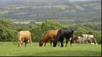 IFA chief says Assembly missed an opportunity to work with farmers