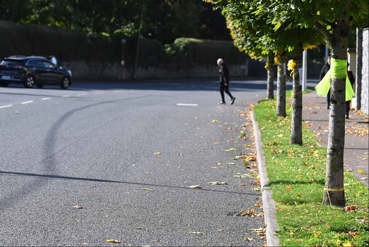 Yellow ribbons on the trees on the Boreenmanna road , one the new Bus Connect corridors. Picture; Eddie O'Hare Yellow ribbons on the trees on the Boreenmanna road , one the new Bus Connect corridors. Picture; Eddie O'Hare