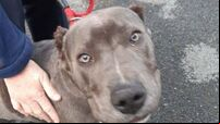 Carlow man its having dogs' ears cut off to make them 'look tougher'