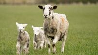 Restoring nature ‘crucial’, says McGuinness amid concerns from farmers over EU law