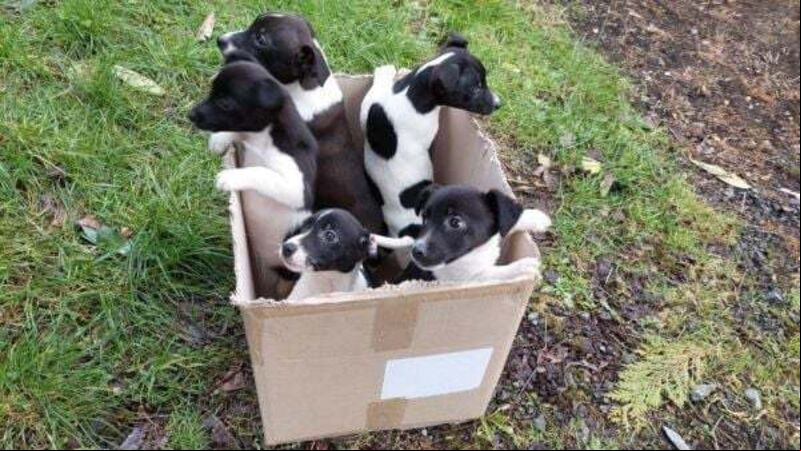 ISPCA launch urgent appeal as animal cruelty cases rise ISPCA launch urgent appeal as animal cruelty cases rise