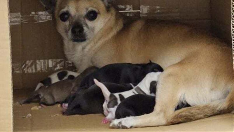 Litter of puppies found abandoned in cardboard box beside bin Litter of puppies found abandoned in cardboard box beside bin