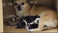 Litter of puppies found abandoned in cardboard box beside bin