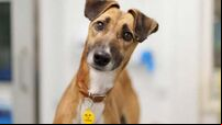 Number of stray dogs entering dog pounds jumps 95%
