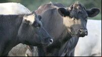 Irish beef exports to China suspended after case of BSE