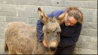 Four donkey foals thrive in sanctuary home after rescue of abandoned mares