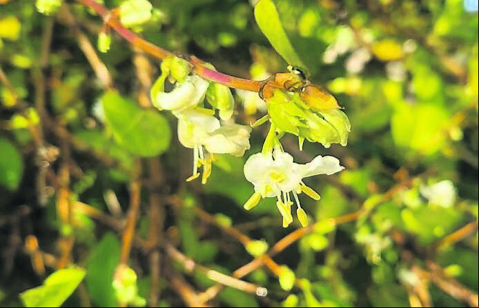 Winter honeysuckle, Lonicera fragrantissima is one of my favourite winter shrubs Winter honeysuckle, Lonicera fragrantissima is one of my favourite winter shrubs