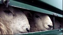 Livestock export ban makes progress despite Northern Ireland ‘loophole’ fear