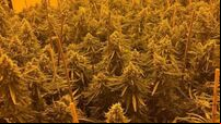 Three men arrested after drugs worth €768,000 seized in Louth