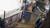 Horse Racing Ireland 'shocked and appalled' at abuses exposed in abattoir