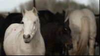 EU investigation launched after RTÉ documentary highlighted abuse of horses