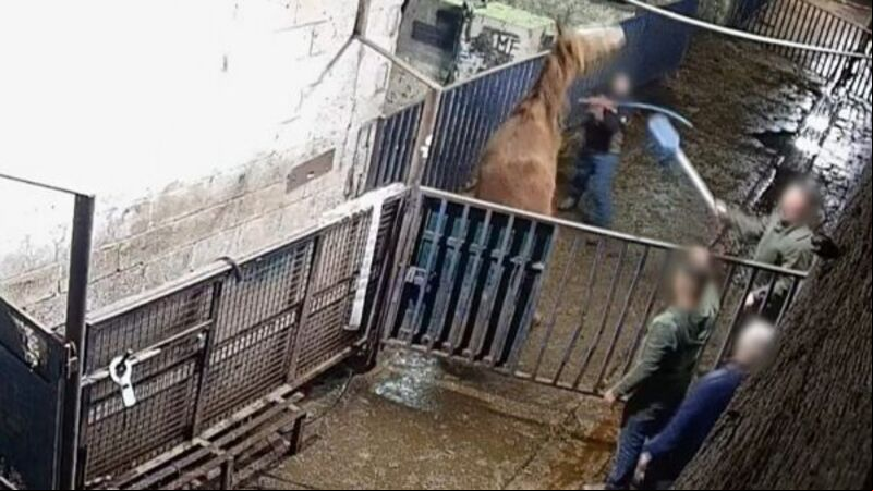 Major protest planned outside factory over 'abhorrent' horse abuse footage Major protest planned outside factory over 'abhorrent' horse abuse footage