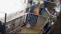 Major protest planned outside factory over 'abhorrent' horse abuse footage