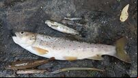 North Cork angling contest cancelled after ‘major fish kill’
