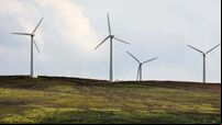 Wind farm development in Cork refused planning to protect whooper swan habitat