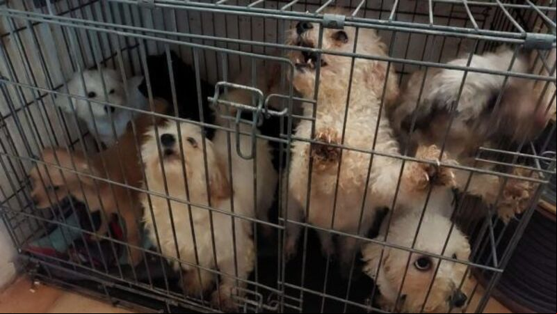Cork woman banned from owning animals for life Cork woman banned from owning animals for life