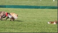 ISPCA calls on Government to stop issuing hare coursing licences