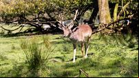 Cork woods to benefit from funding to improve visitor experiences at forests around Ireland