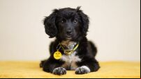 Ireland's first ever 'Dog Census' is launched