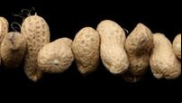 Peanut allergy sufferers warned to avoid mustard after contamination scare
