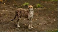 Cheetah from Fota Wildlife Park dies at Edinburgh zoo after short illness