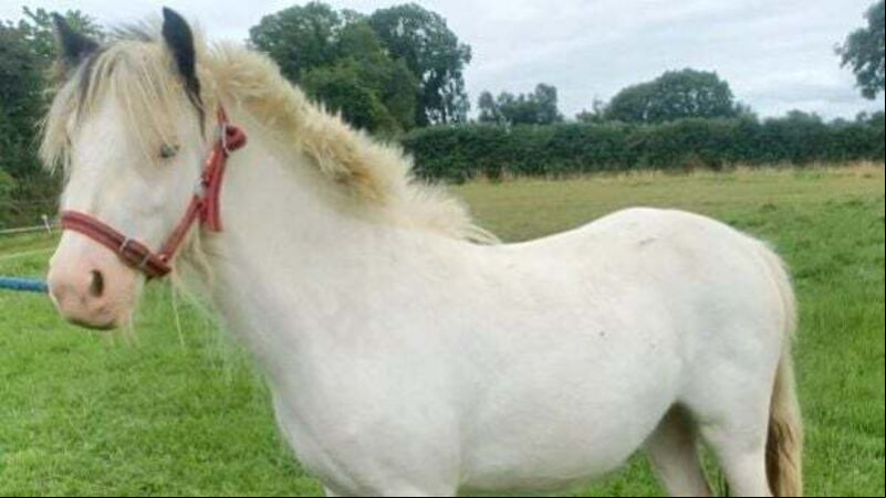 Wexford man convicted of cruelty to a pony an ordered to pay fines of €8k Wexford man convicted of cruelty to a pony an ordered to pay fines of €8k