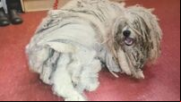 Filthy dog with '12-inch dreads' could not walk straight after living in cage, court told