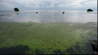Blue-green algae on Ireland's largest lake to be observed from space