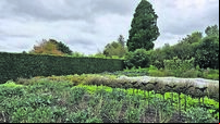 In the Garden: It’s time to harvest your bounty of veg